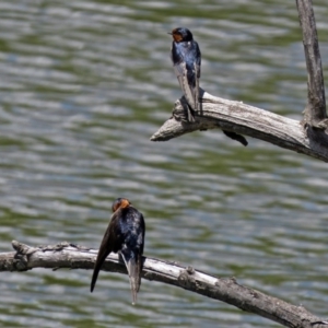 Hirundo neoxena at Fyshwick, ACT - 29 Nov 2018