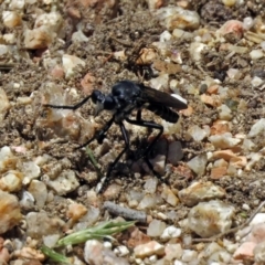 Apothechyla sp. (genus) (Robber fly) at Jerrabomberra Wetlands - 29 Nov 2018 by RodDeb