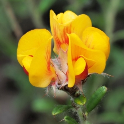 Pultenaea polifolia (Dusky Bush-pea) at Cotter River, ACT - 27 Nov 2018 by KenT