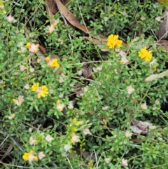 Pultenaea polifolia at Cotter River, ACT - 27 Nov 2018