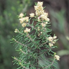 Pomaderris phylicifolia subsp. ericoides (Narrow-leaf Pomaderris) at Cotter River, ACT - 26 Nov 2018 by KenT