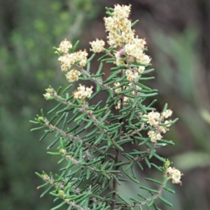 Pomaderris phylicifolia subsp. ericoides at Cotter River, ACT - 27 Nov 2018 08:43 AM