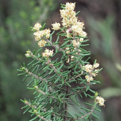 Pomaderris phylicifolia subsp. ericoides (Narrow-leaf Pomaderris) at Cotter River, ACT - 27 Nov 2018 by KenT