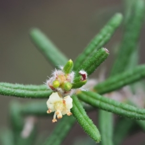 Pomaderris phylicifolia subsp. ericoides at Cotter River, ACT - 27 Nov 2018