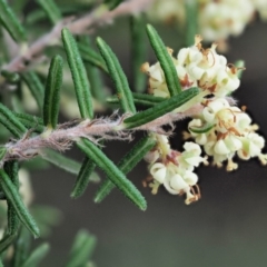 Pomaderris phylicifolia subsp. ericoides at Cotter River, ACT - 27 Nov 2018