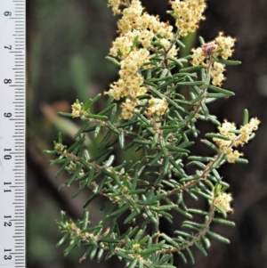 Pomaderris phylicifolia subsp. ericoides at Cotter River, ACT - 27 Nov 2018 08:43 AM