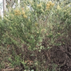 Pomaderris phylicifolia subsp. ericoides at Cotter River, ACT - 27 Nov 2018 08:43 AM