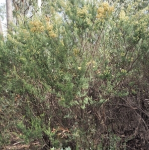 Pomaderris phylicifolia subsp. ericoides at Cotter River, ACT - 27 Nov 2018