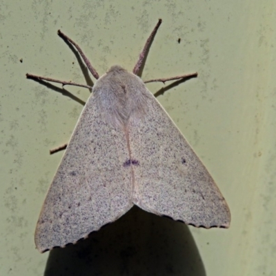 Arhodia lasiocamparia (Pink Arhodia (Oenochrominae)) at Macarthur, ACT - 29 Nov 2018 by RodDeb