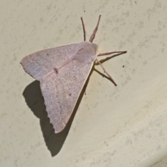 Arhodia lasiocamparia at Macarthur, ACT - 29 Nov 2018 10:51 AM