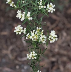 Ozothamnus thyrsoideus (Sticky Everlasting) at Cotter River, ACT - 27 Nov 2018 by KenT