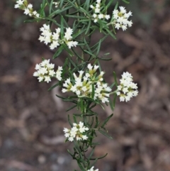 Ozothamnus thyrsoideus (Sticky Everlasting) at Cotter River, ACT - 26 Nov 2018 by KenT