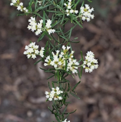 Ozothamnus thyrsoideus (Sticky Everlasting) at Cotter River, ACT - 27 Nov 2018 by KenT