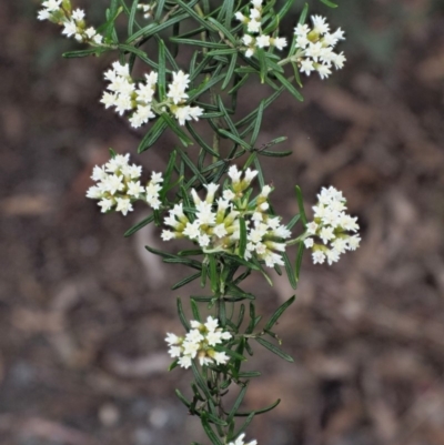 Ozothamnus thyrsoideus (Sticky Everlasting) at Cotter River, ACT - 26 Nov 2018 by KenT