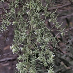 Ozothamnus thyrsoideus at Cotter River, ACT - 27 Nov 2018 08:44 AM