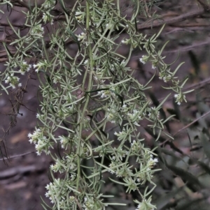 Ozothamnus thyrsoideus at Cotter River, ACT - 27 Nov 2018