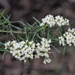 Ozothamnus thyrsoideus at Cotter River, ACT - 27 Nov 2018 08:44 AM