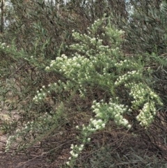 Ozothamnus thyrsoideus at Cotter River, ACT - 27 Nov 2018 08:44 AM