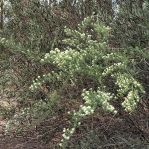 Ozothamnus thyrsoideus at Cotter River, ACT - 27 Nov 2018