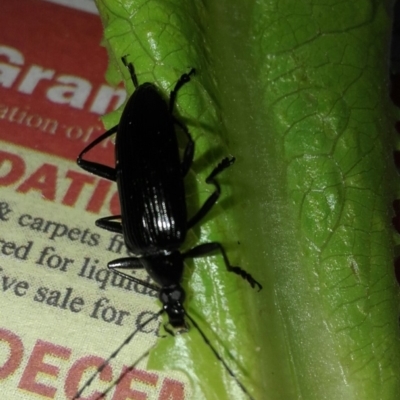 Tanychilus sp. (genus) (Comb-clawed beetle) at O'Connor, ACT - 29 Nov 2018 by AAGunn