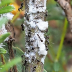 Anonychomyrma sp. (genus) (Black Cocktail Ant) at Namadgi National Park - 27 Nov 2018 by KenT