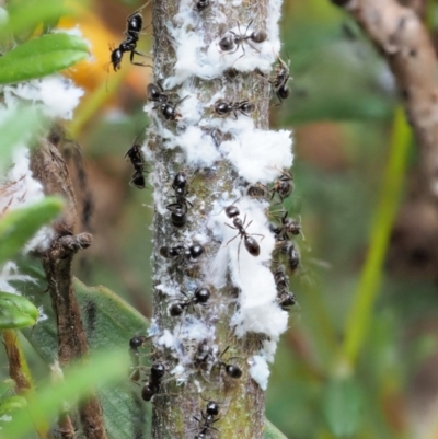 Anonychomyrma sp. (genus) (Black Cocktail Ant) at Namadgi National Park - 27 Nov 2018 by KenT