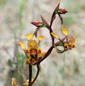 Diuris semilunulata at Cotter River, ACT - 27 Nov 2018