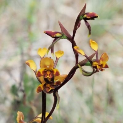 Diuris semilunulata (Late Leopard Orchid) at Cotter River, ACT - 27 Nov 2018 by KenT