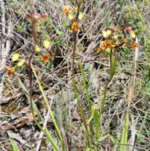 Diuris semilunulata at Cotter River, ACT - 27 Nov 2018