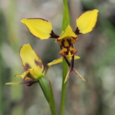 Diuris sulphurea (Tiger Orchid) at Cotter River, ACT - 27 Nov 2018 by KenT