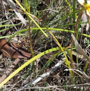 Diuris sulphurea at Cotter River, ACT - 27 Nov 2018