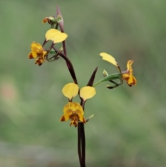 Diuris semilunulata (Late Leopard Orchid) at Cotter River, ACT - 27 Nov 2018 by KenT