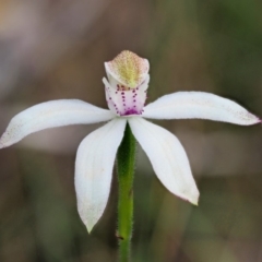 Caladenia moschata (Musky Caps) at Cotter River, ACT - 27 Nov 2018 by KenT