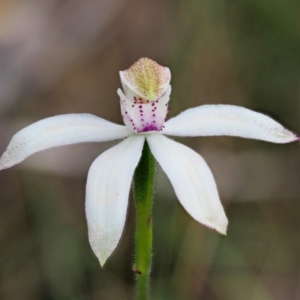 Caladenia moschata at Cotter River, ACT - suppressed