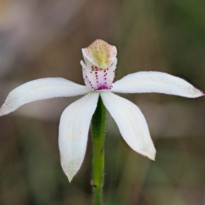 Caladenia moschata (Musky Caps) at Cotter River, ACT - 27 Nov 2018 by KenT