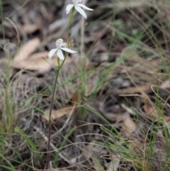 Caladenia moschata at Cotter River, ACT - 27 Nov 2018