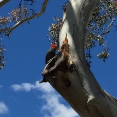 Callocephalon fimbriatum (Gang-gang Cockatoo) at Red Hill, ACT - 29 Nov 2018 by BenW