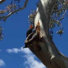 Callocephalon fimbriatum (Gang-gang Cockatoo) at Red Hill, ACT - 29 Nov 2018 by BenW