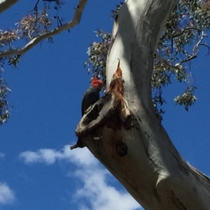 Callocephalon fimbriatum at Red Hill, ACT - 29 Nov 2018