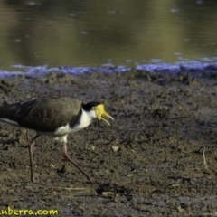 Vanellus miles (Masked Lapwing) at Mulligans Flat - 24 Nov 2018 by BIrdsinCanberra