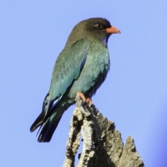 Eurystomus orientalis at Amaroo, ACT - 25 Nov 2018