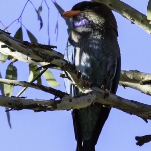 Eurystomus orientalis at Amaroo, ACT - 25 Nov 2018