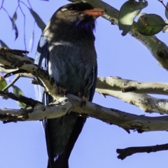 Eurystomus orientalis at Amaroo, ACT - 25 Nov 2018