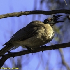 Philemon corniculatus (Noisy Friarbird) at Mulligans Flat - 24 Nov 2018 by BIrdsinCanberra