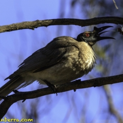 Philemon corniculatus (Noisy Friarbird) at Mulligans Flat - 24 Nov 2018 by BIrdsinCanberra