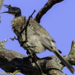 Philemon corniculatus at Amaroo, ACT - 25 Nov 2018