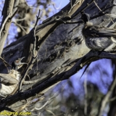 Philemon corniculatus at Amaroo, ACT - 25 Nov 2018