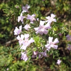 Westringia eremicola (Slender Western Rosemary) at Molonglo Valley, ACT - 28 Nov 2018 by galah681