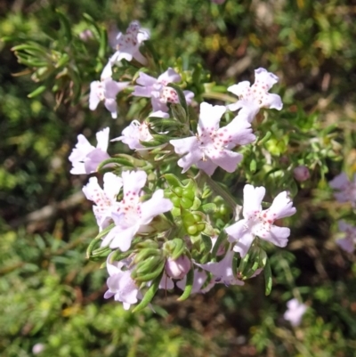 Westringia eremicola (Slender Western Rosemary) at Molonglo Valley, ACT - 28 Nov 2018 by galah681