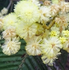 Acacia mearnsii (Black Wattle) at Molonglo Valley, ACT - 29 Nov 2018 by galah681